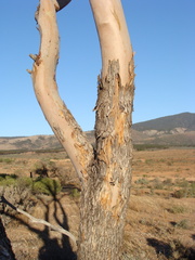 Eucalyptus gracilis