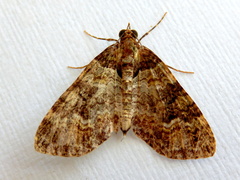Crasilogia gressitti