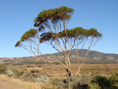 Eucalyptus gracilis