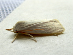 Cryptophasa flavolineata