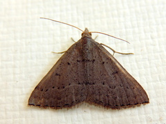 Dichromodes usurpatrix