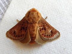 Doratifera vulnerans