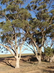 Eucalyptus microcarpa