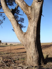 Eucalyptus microcarpa