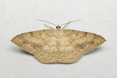 Luxiaria mitorrhaphes