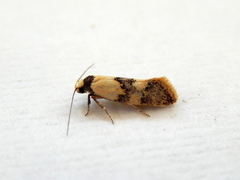 Euphiltra celeteria
