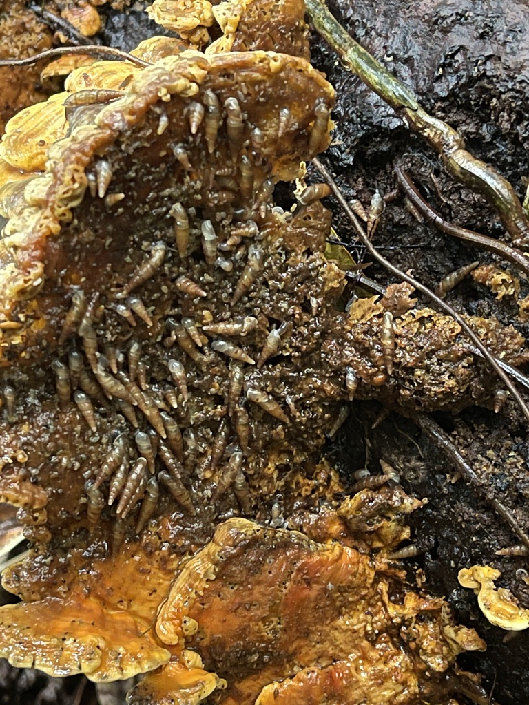 Snail
