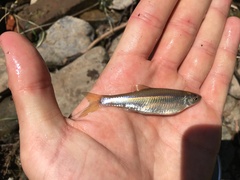 Cyprinella spiloptera