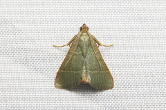 Hypsopygia nonusalis