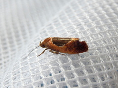 Hoplomorpha abalienella
