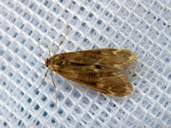Hygraula nitens