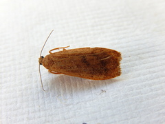 Lambula obliquilinea