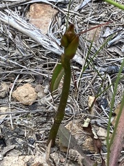 Cryptostylis