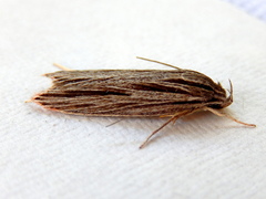 Leistarcha scitissimella