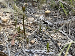 Cryptostylis