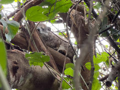 Dendrohyrax arboreus
