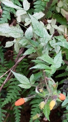 Rubus sumatranus