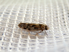 Lichenaula lichenea