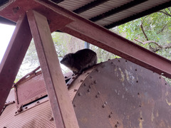 Dendrohyrax arboreus