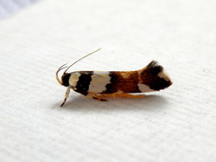 Macrobathra euryleuca