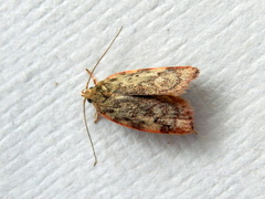 Oligoloba severa