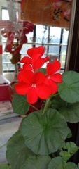 Pelargonium × hybridum