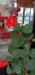 Pelargonium × hybridum