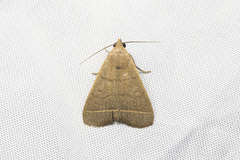 Simplicia cornicalis