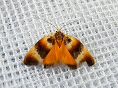 Piloprepes anassa