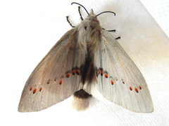 Pinara metaphaea