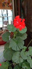 Pelargonium × hybridum