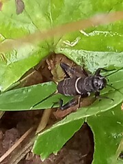 Teleogryllus