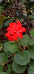 Pelargonium × hybridum