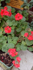 Pelargonium × hybridum