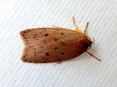 Prionocris protoxantha