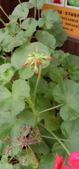Pelargonium × hybridum