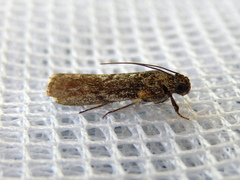 Sciota melanostyla