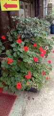 Pelargonium × hybridum