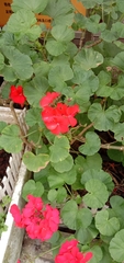 Pelargonium × hybridum