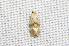 Cochylina