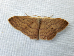Scopula optivata