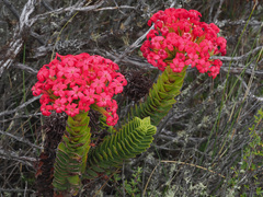 Crassula coccinea