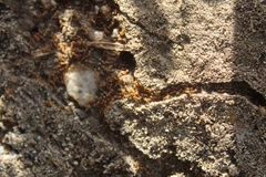 Solenopsis molesta