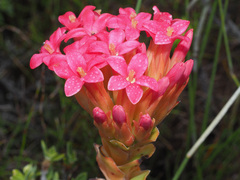 Crassula coccinea