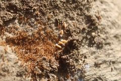 Solenopsis molesta