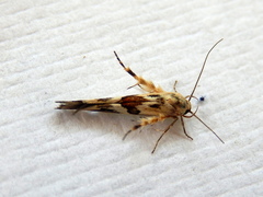 Stathmopoda melanochra
