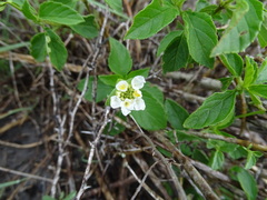 Lantana achyranthifolia