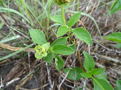 Lantana achyranthifolia