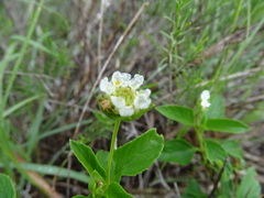 Lantana achyranthifolia