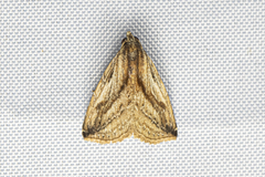 Rivula striatura